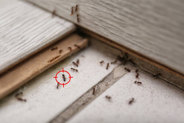 Best Termite Inspection and Treatment  in Wyldwood, TX